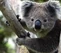 250koala,0