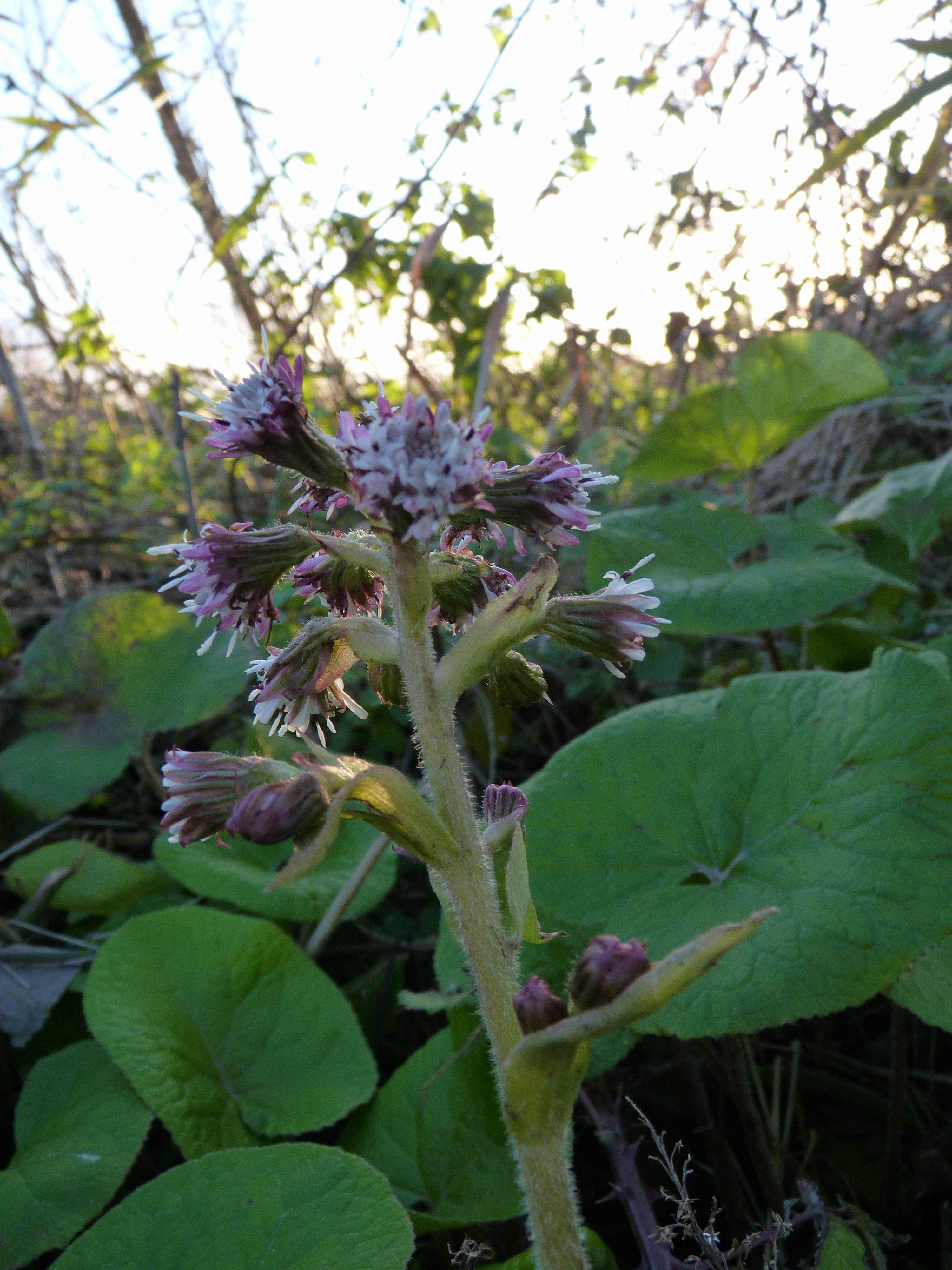 Heliotrope Plant Wikipedia