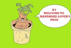 Mandrake2