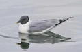 Xema sabini -Iceland -swimming-8 (1)