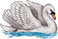 WhiteSwanMA