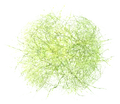 FONVRadioactiveTumbleweed.png