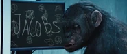Rise of the Planet of the Apes koba