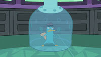 Platypus bajo glass.jpg