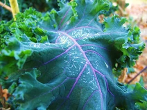 Kalies with ice crystals