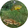 FrogMinutes-icon