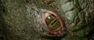 Lizard eye