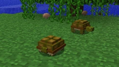 Turtles