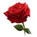 Item redrose 01.png