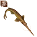 Saw Shark