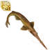 Saw Shark