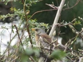 Thumbnail for version as of 14:14, February 9, 2012