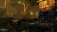 Jungle (5)
