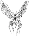 Butterfledermaus.jpg