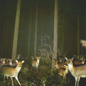 Staringdeer