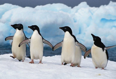 Penguins-dancing.jpg