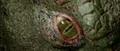 The Lizard's eye.png