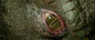 The Lizard's eye