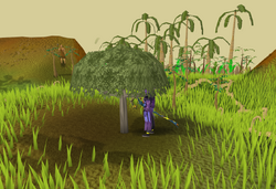 Yommitree