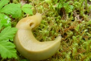 Banana-Slug