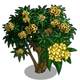 Yellow Plumeria Tree-icon