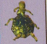 TamacossC.jpg (11 KB)