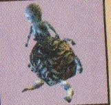 TamacossB.jpg (22 KB)