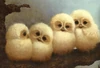 Baby Barn Owls