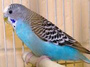 WT's budgie