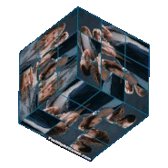Twilight-movie-cullens-cube