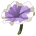 Flax Flower