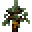Rubbertree Sapling