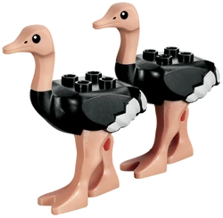 Ostrichs
