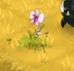 Orchid