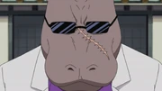 Hippo