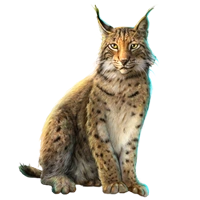 Huge item eurasianlynx 01