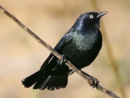 Jabber jay