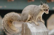 Squirrel mutts