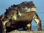 Crocodile mutt