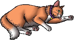 Billystorm.kittypet