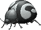 TaijituBeetleadult-Female.gif