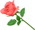 Dissidia Wild Rose
