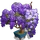 Wisteria Bonsai Tree-icon