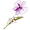 Orchid Flower