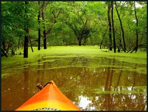 Into the Green