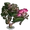 Rainbow Gum Tree-icon