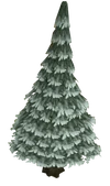 Arctic pine