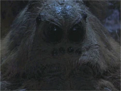 Aragog cara