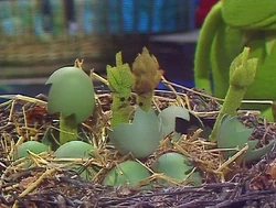 511 asparagus eggs