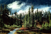 Pineforestwallpaper
